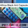 Africa Black Ant Capsule new02